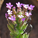 Buchnera reducta